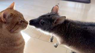 A view of a wallaby in its daily life WITH an otter cat