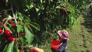 Melbourne’s Best Attractions To Do With Kids - Pick Your Own Fruit at Paynes Orchards, Bacchus Marsh