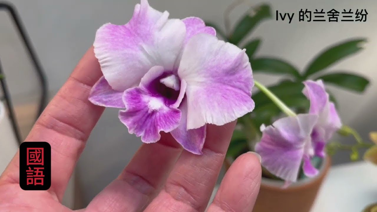 蘭花(227) （國語）《Ivy的兰舍兰纷》5周年賞花閑聊￼