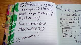 5 Reasons Why You Should Get Guinea Pigs Curious Cavies