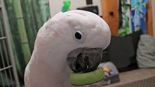 Cockatoo Admires Himself In A Mirror