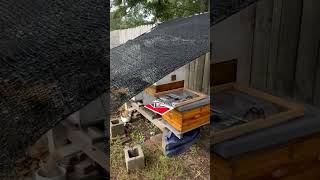 Beekeeping Efficiency: How I Set Up My Equipment Before Opening the Hive##Beekeeping #Beehive