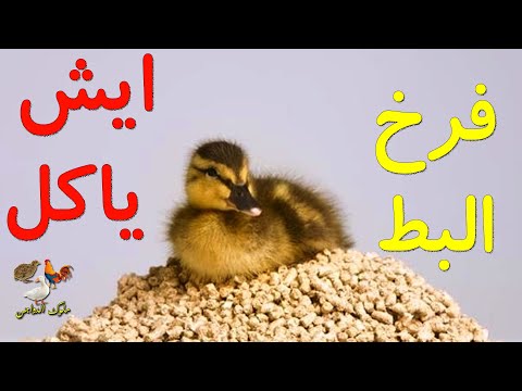 ماذا يأكل فرخ البط