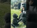 Viral Gorilla compilation videos 🤣🤣 #gorilla #silverbackgorilla #babygorilla