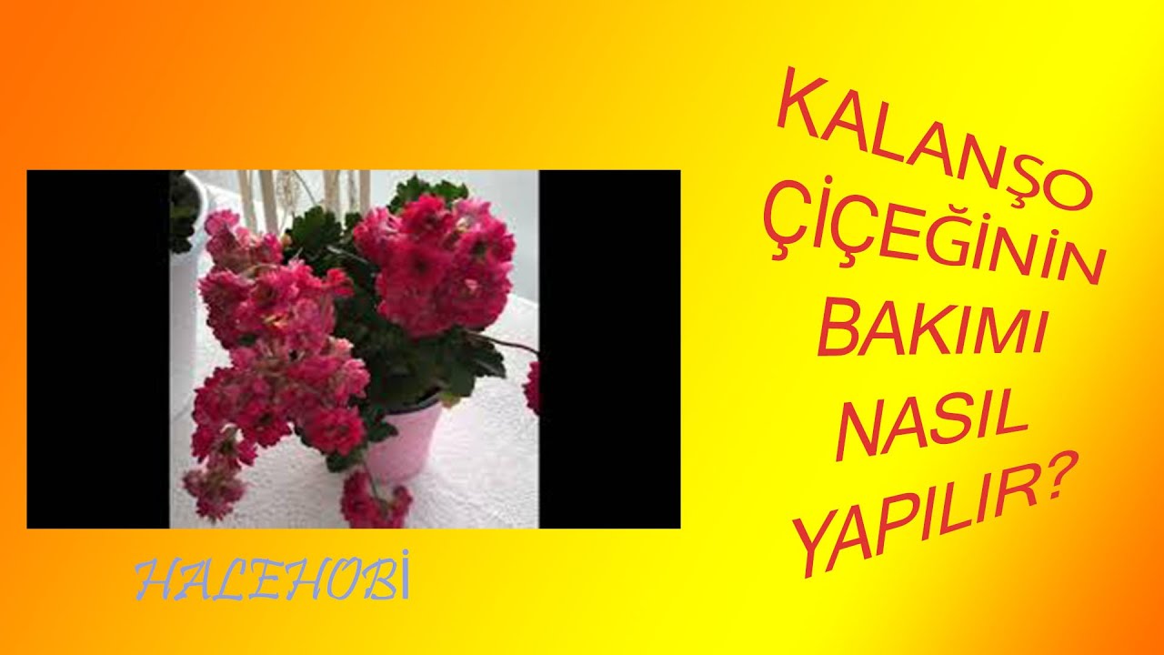 KALANŞO ÇİÇEĞİNİN BAKIMI NASIL YAPILIR