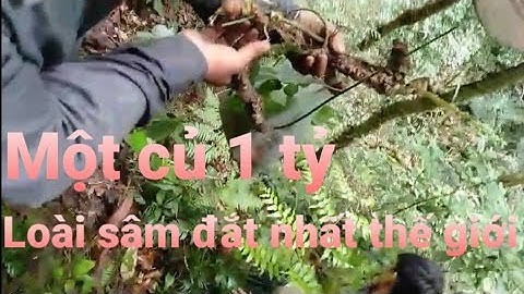 Sâm Ngọc Linh loài sâm TIỀN TỶ | Hành trình đi tìm sâm rừng Tập 1