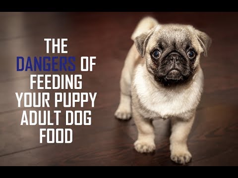 Video: Štene Dijeta vs. Adult Dog Dijeta