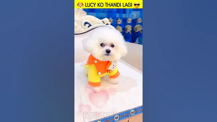 लूसी के प्यारे प्यारे कपड़े 🐶 Cutest Fluffy Puppy Clothes #whitepuppy #cuteanimals