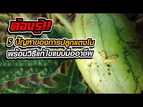 วีดีโอ: โรคแตงโมที่พบบ่อย - เคล็ดลับในการแก้ปัญหาแตงโม