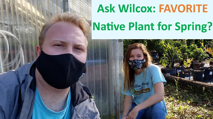 Ask Wilcox: What's your FAVORITE Native Plant for ...