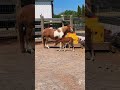 First time outside for Regina and her filly PART 2 #KVS #katievanslyke #minihorse