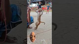 Funny बन्दर का डांस #funny #funnymonkey #funnydance #monkeyvideo #shorts #youtubeshorts #ytshorts