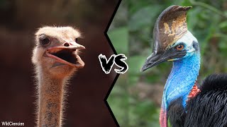 OSTRICH VS CASSOWARY  Who would win?