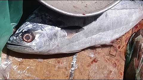 “Perfect Fish Cutting Skills LIVE! Satisfying to Watch!”