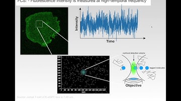 Optimized processing and analysis of conventional confocal microscopy generated scanning FCS data.