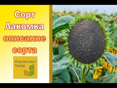 Подсолнечник Лакомка 🌻, описание сорта 🌻- семена в Украине