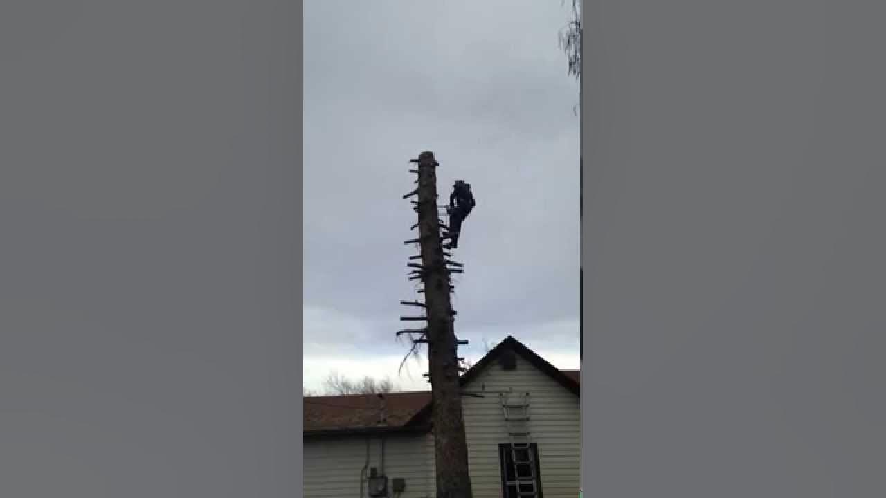 How To Cut Down a Large Spruce Tree One Piece at a time. Utah Tree Works Payson, Utah YouTube