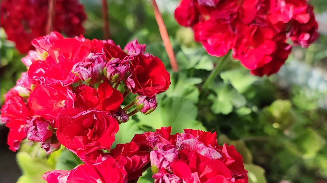 ИВ_Королева Бирмы Пеларгония