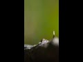 Creature Courtship and Dance Dynamics
