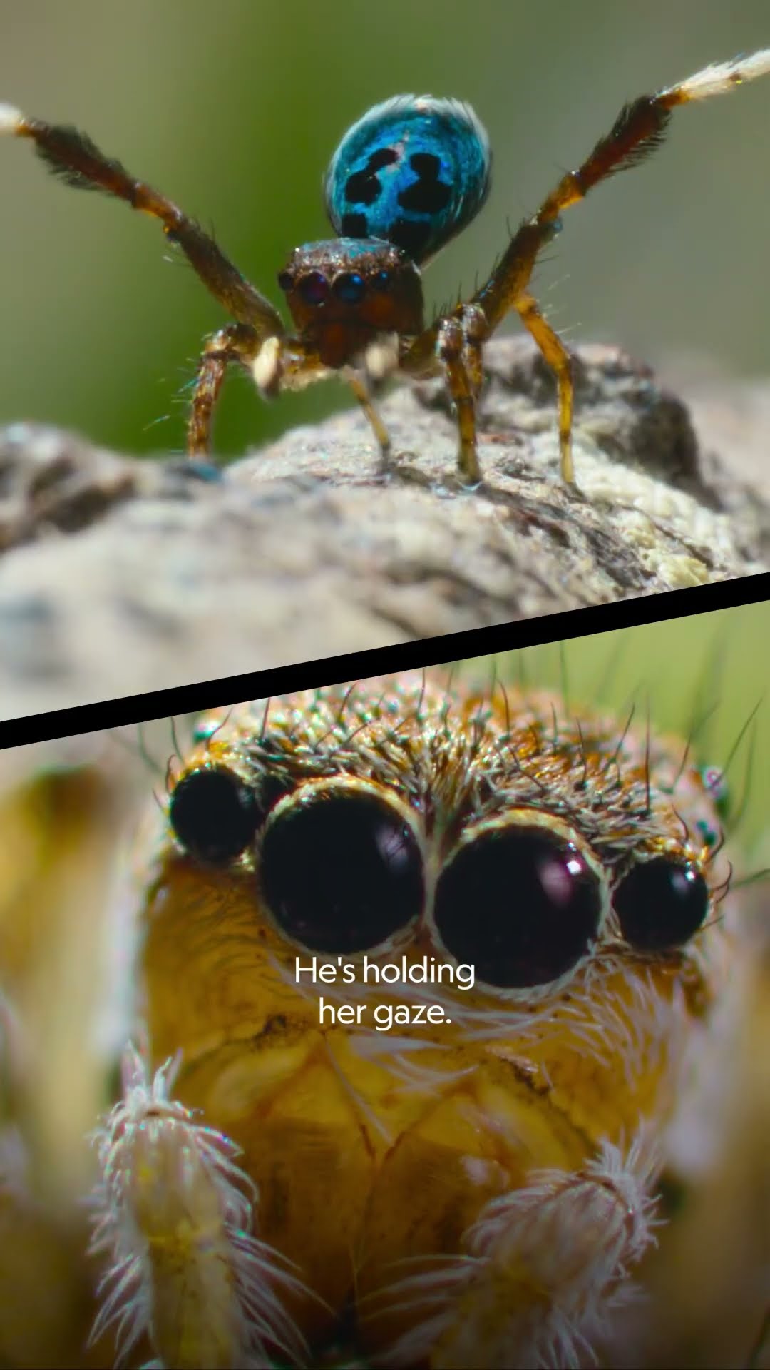 These spiders are ready to dance and romance #ARealBugsLife