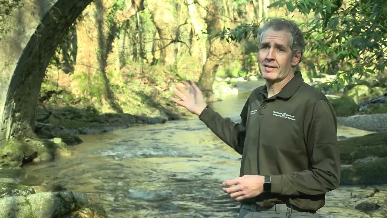 El salmón alcanza zonas inéditas de Navarra tras la eliminación de una presa en Francia