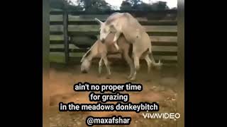 donkey sex