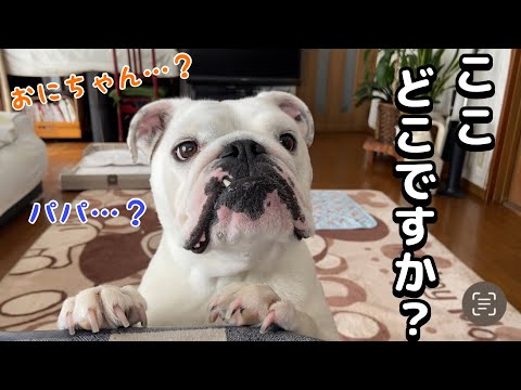 ママの実家に着いた瞬間、超内弁慶になる愛犬が可愛すぎる！