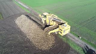 Der Riesige Ropa-Euro-Tiger V8-3 Geht Den Zuckerrüben Im Berner Mittelland An Den Kragen