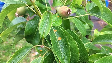 Shokher Bagan || What is pear rust? And How to deal with it