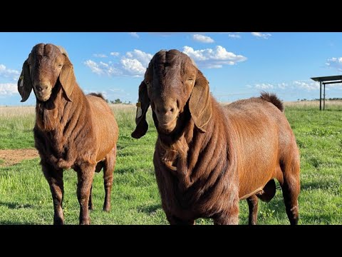 سلالة الماعز الكلهاري الأحمر وأهم مواصفاته الانتاجية