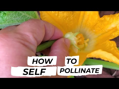 Video: Hand Pollinate Tomatoes: Paano Mag-pollinate ng mga Halaman ng Tomato sa Kamay