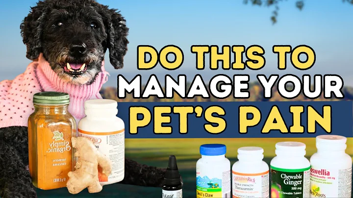 Stop Your Dog’s Pain Naturally: 5 Herbal Pain Relievers That Work!