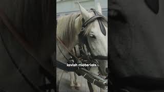 Stock Market  Millionaires Rides  1800s