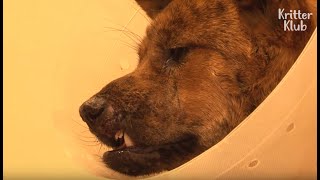 Dog Cries When Reunited With Her Owner Again After Surgery (Part 2) | Animal In Crisis EP55
