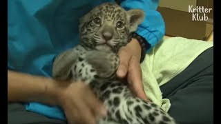 Footage Of Adorable Baby Jaguar Siblings Was Almost Lost Because... | Kritter Klub
