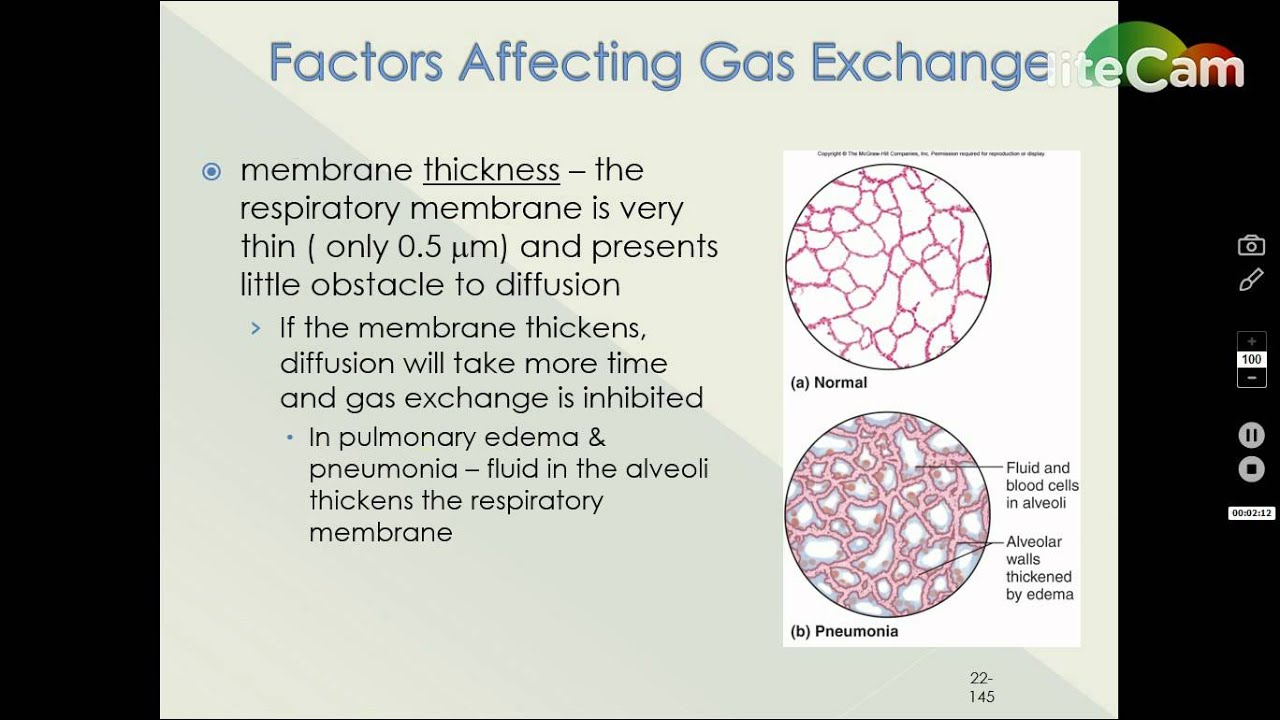 Factors Affecting Gas Exchange - YouTube