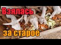 Чем теперь зарабатываю》Поломки》Растения