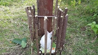Quick Rabbit Trap Using Small Tree -How To Make Rabbit Trap To Catch Rabbit Near Mountain