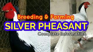 Silver Pheasant Farming l Silver Black Pheasant Breeding l Silver Pheasant Farm Tips Information
