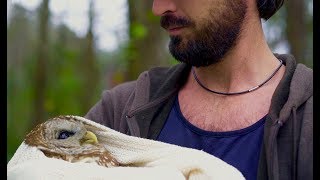 Injured Barred Owl Rescue