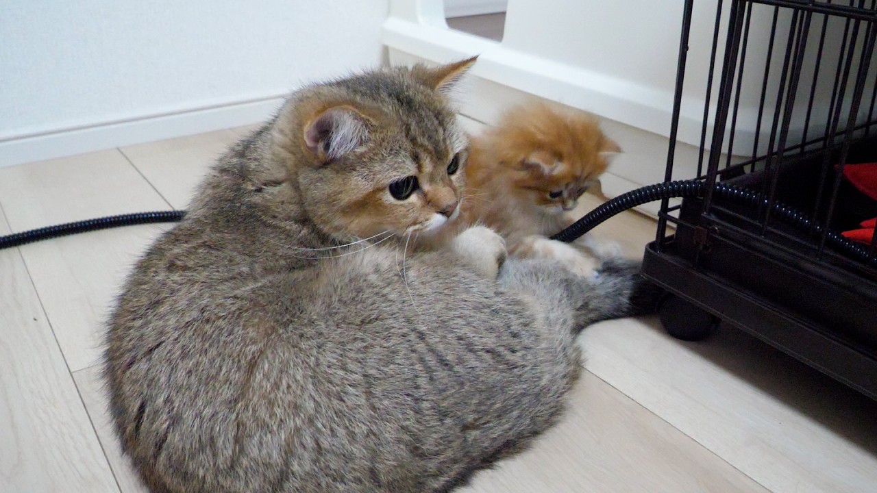 Cute kitten monopolizing Mom Cat and Big Brother Cat while the siblings are asleep...
