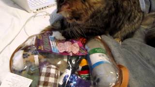 January 2012.  7 month old Boyku trying to get more toys! by S kat 325 views 11 years ago 1 minute, 10 seconds