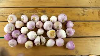 របៀបដាំស្លឹកខ្ទឹមងាយៗនៅក្នុងបរិវេណផ្ទះ #gaming