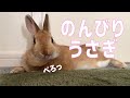 うさぎのリボンからのメッセージ＆のんびりした日常#113