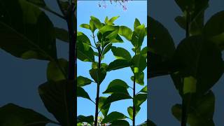 Health Benefits Of Bitterleaf and Scent leaf water #home #juice #bitter #love #foryou #shortvideo