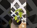 I Topped My Chili Plants… Here’s Day 3