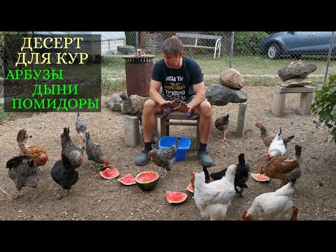 Что едят на десерт куры / Витамины для кур: арбузы, дыни, помидоры, виноград