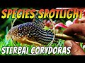 Discover the enchanting sterbai corydoras a musthave for any aquarium