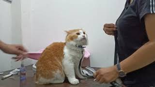 Dek Chiko Takut Di Suntik. Tetap Marah Ngga Mau Di Periksa. (Part.2) hachiko - funny videos- animals