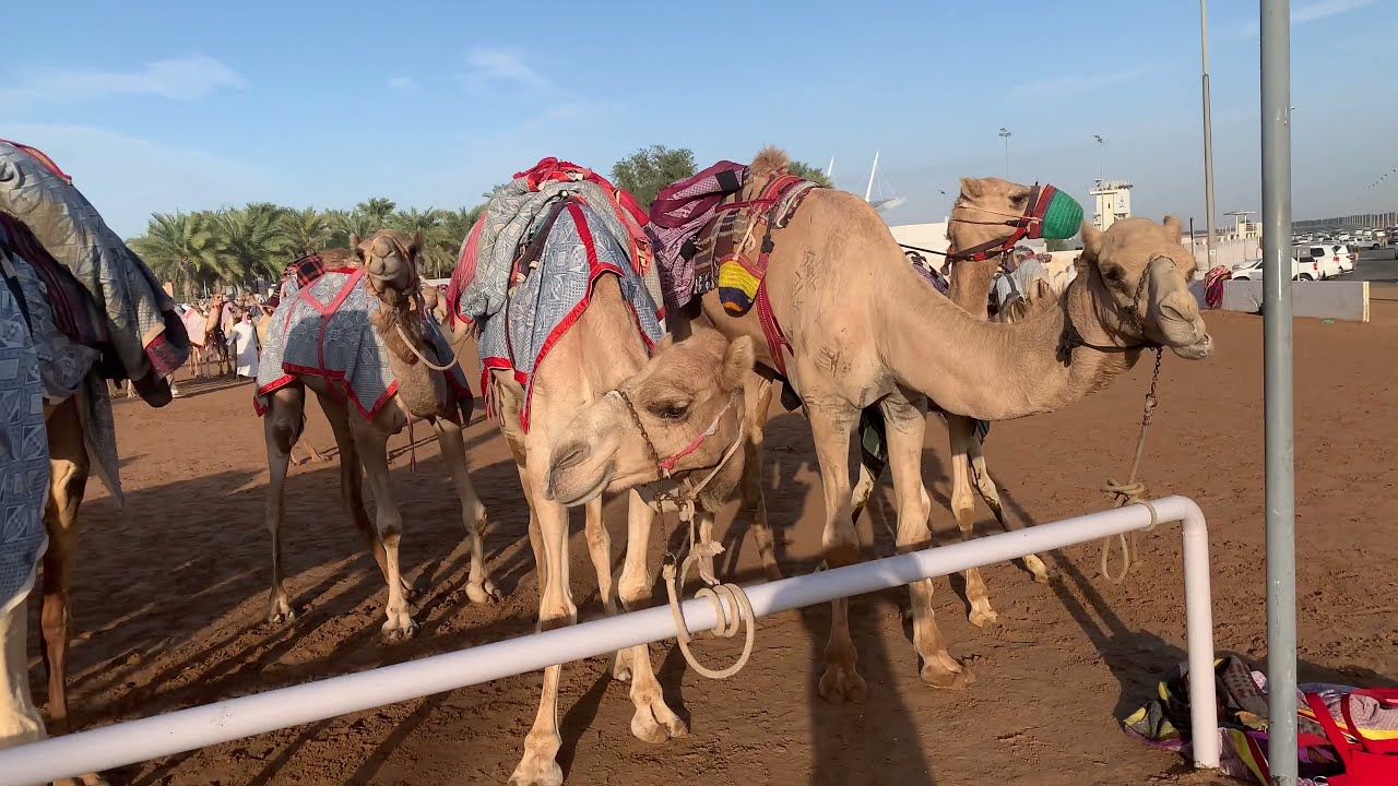 Camel Racing in Dubai, UAE - Al Marmoom